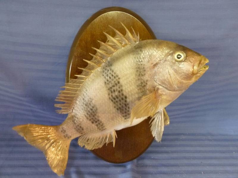 lot 20 image: Board Mounted Fish