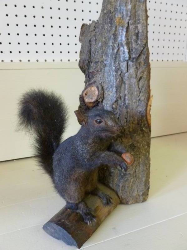 lot 141 image: Black Squirrel Mount