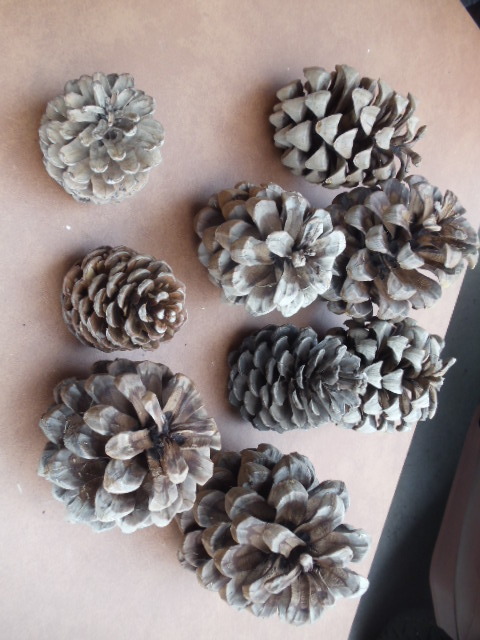 lot 153 image: Pine Cones