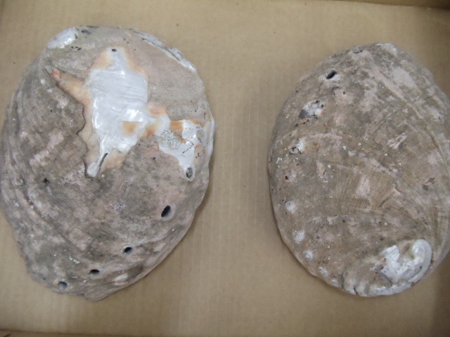 lot 214 image: Shells