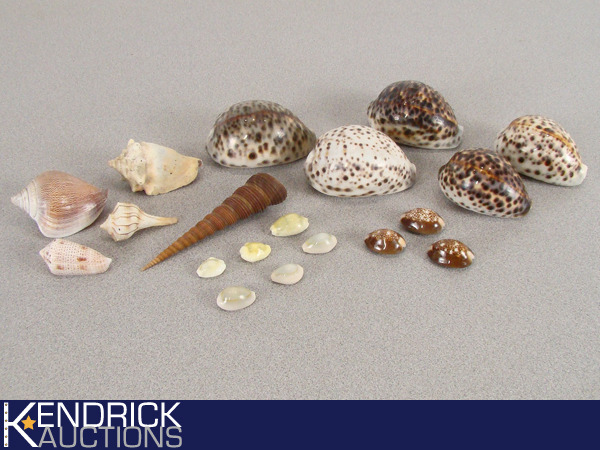 lot 14 image: Lot of Rare Sea Shells