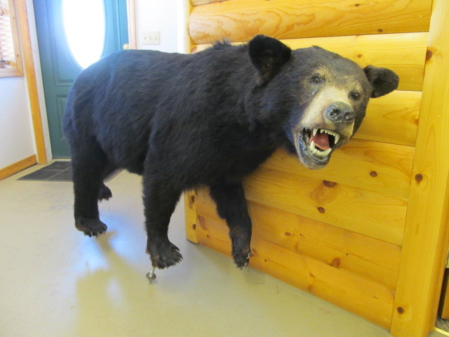 Bear Mount