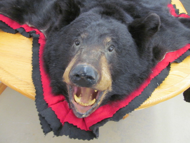 Bear Rug
