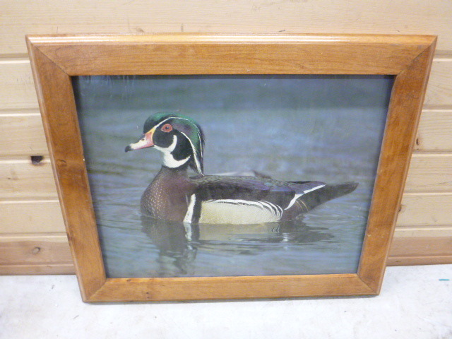 Framed Duck Print