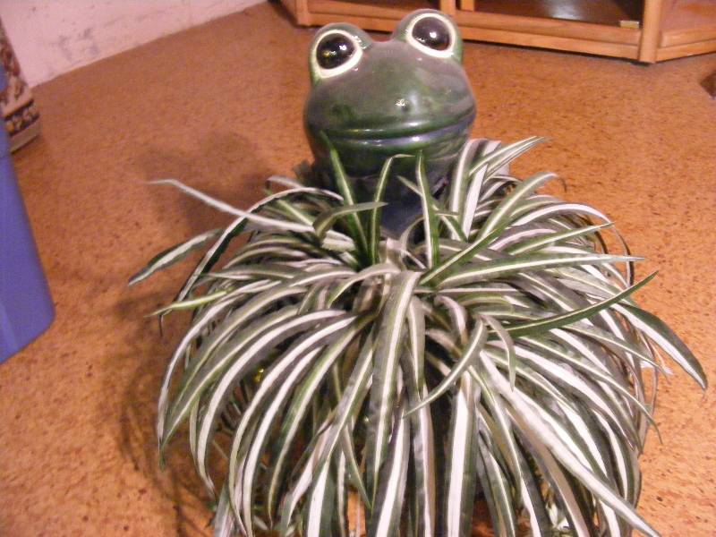 Ceramic Frog Planter