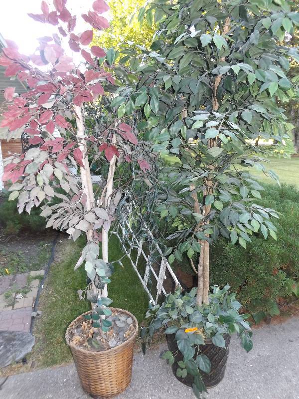 2 potted trees