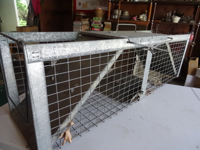 Live Animal Trap