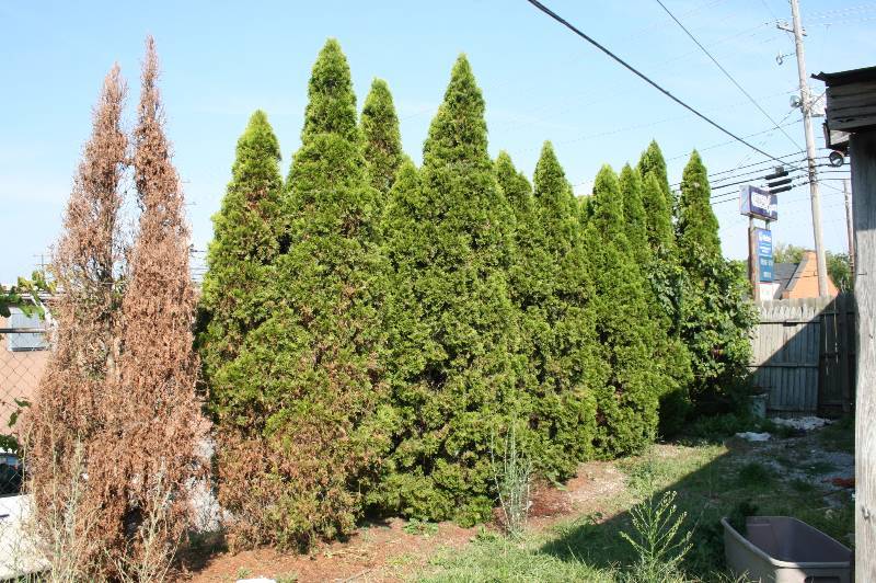 Trees