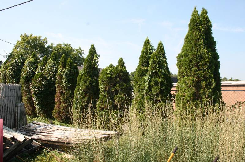 Trees