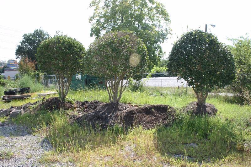 Trees