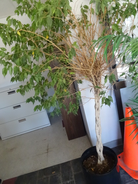 Living Tree