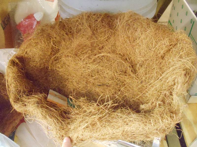 Basket Moss