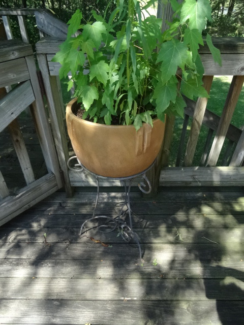 Plant Stand