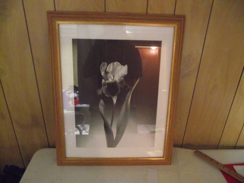 lot 27 image: Iris by D. Stefanich, framed,