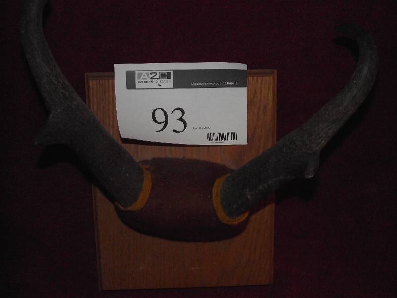 lot 93 image: Antelope horn mount