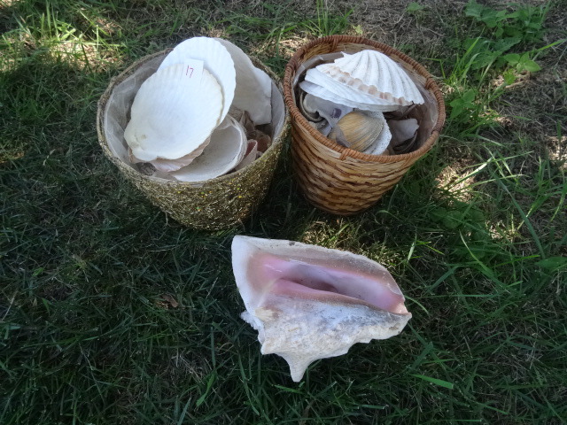 Sea Shells