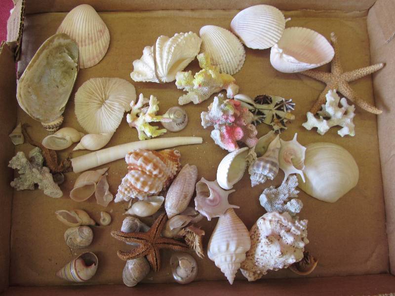 seashells