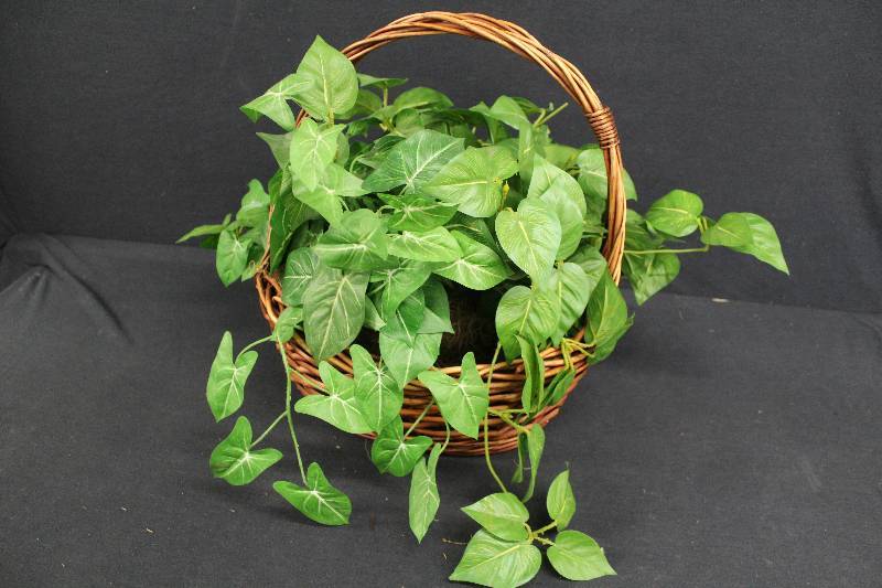 lot 161 image: Plant and Basket