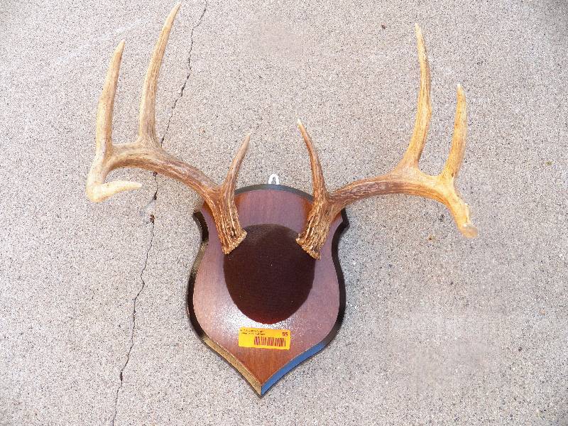Whitetail antlers