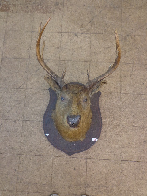 Unique Deer Wall Mount