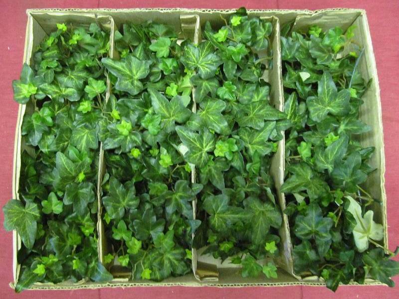 greens