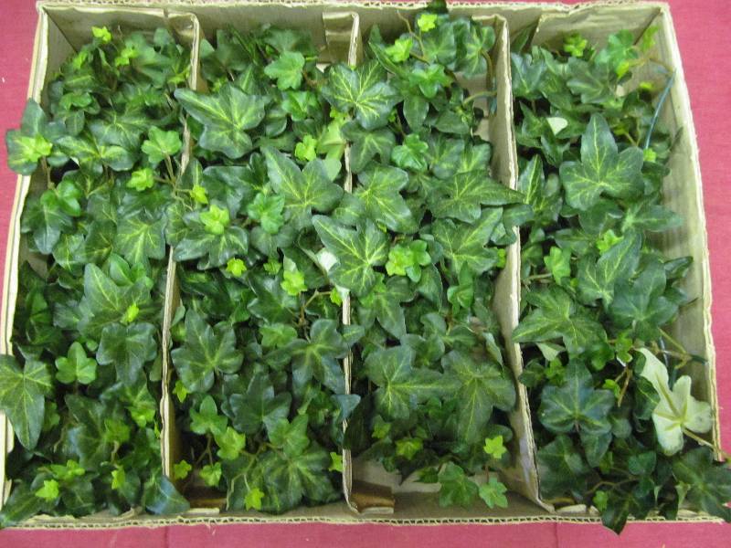 greens