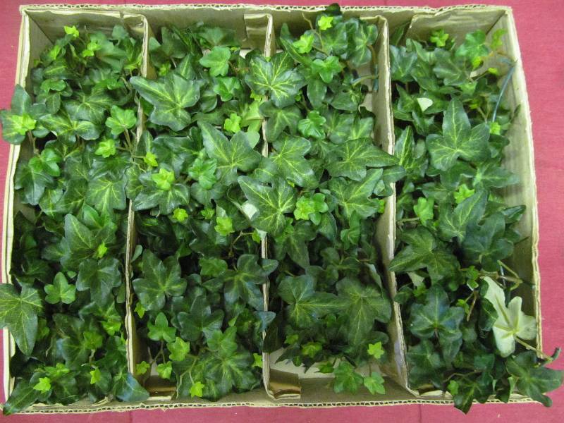 greens
