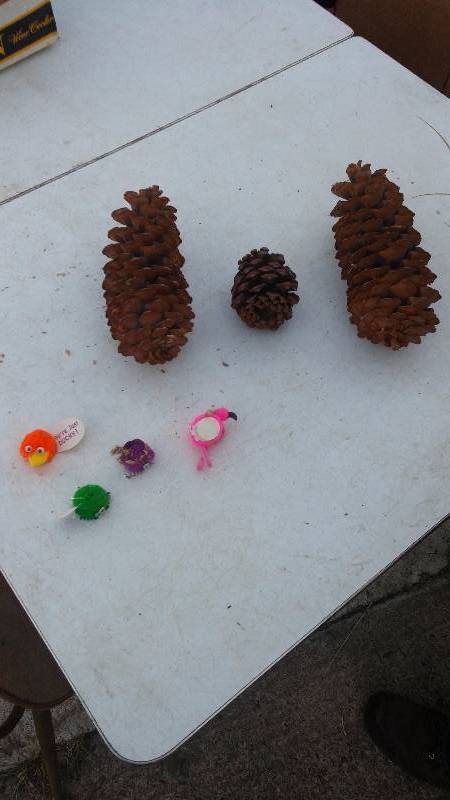 Pine cones