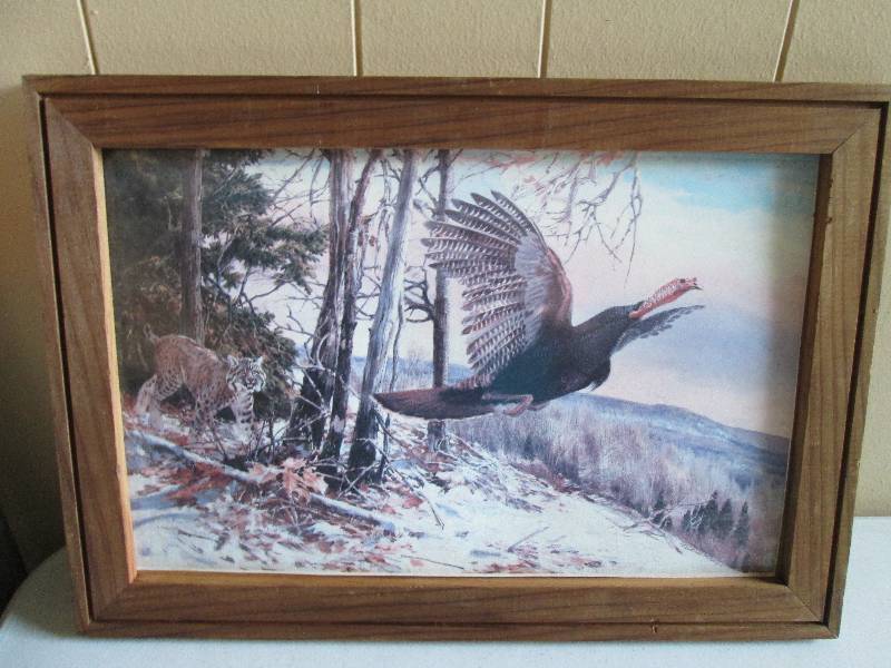 Picture fo a bobcat flushing a turk...