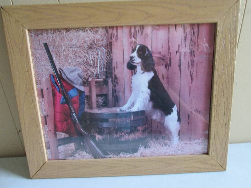 Real cute Springer Spaniel standing...