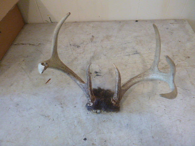 lot 66 image: Antler Rack