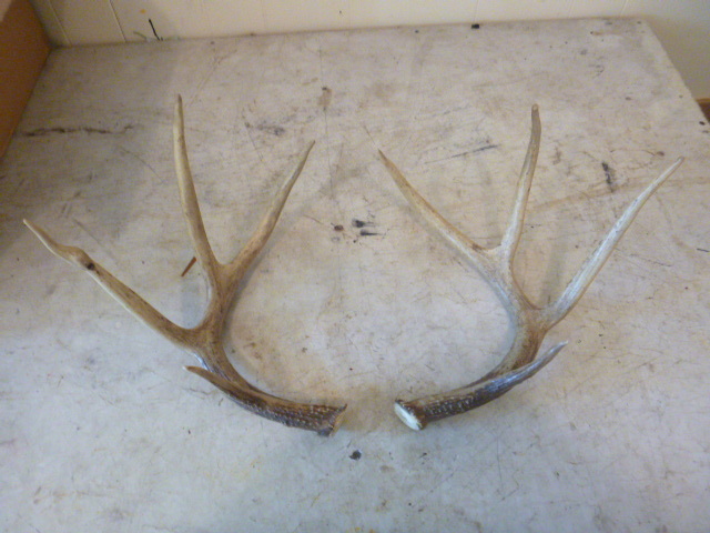 lot 67 image: 8 Point Rack