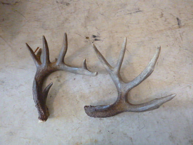 lot 68 image: Antler Rack