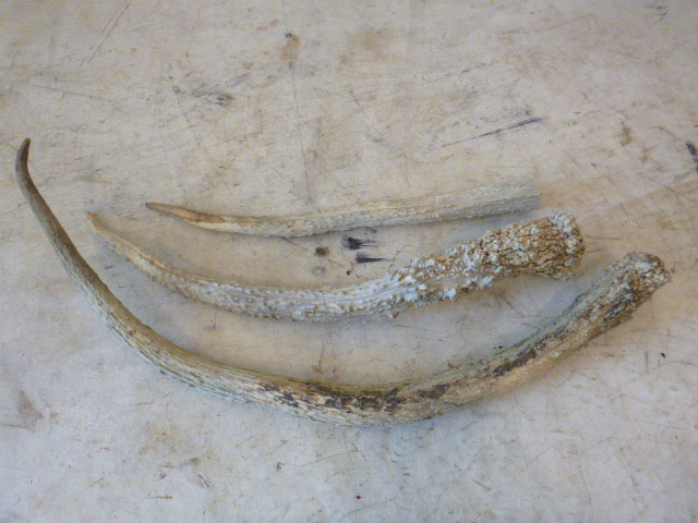 lot 148 image: Miscellaneous Antlers