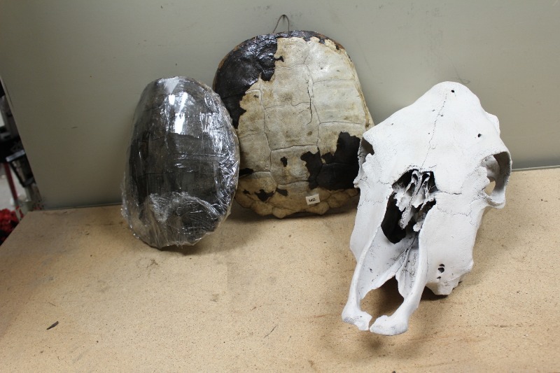 lot 62 image: Dead Animal Parts