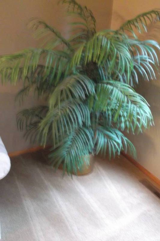 Plant