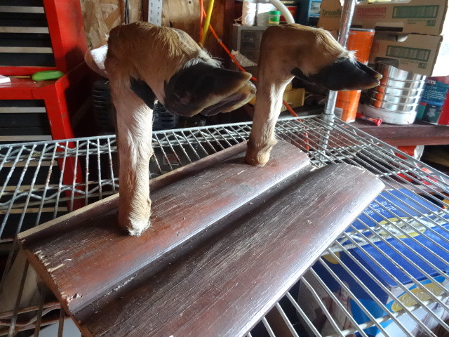 Deer Leg Hat Rack