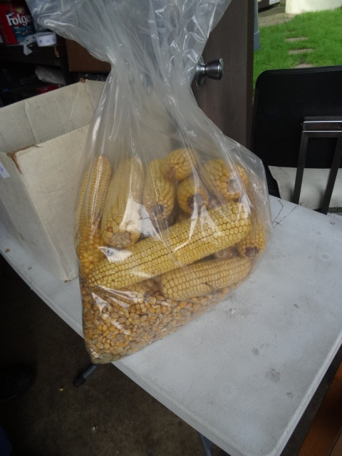 Ear Corn for Feeders