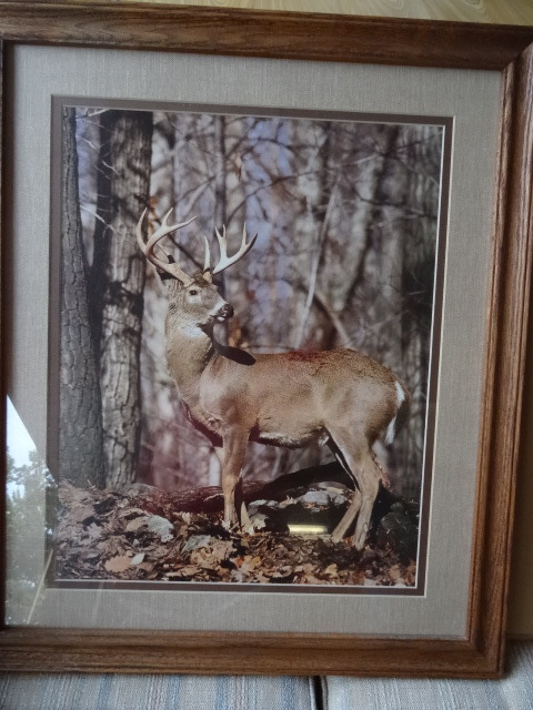Buck Photo