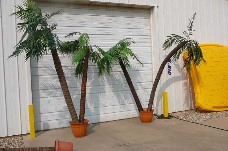 Decorative Palm Trees