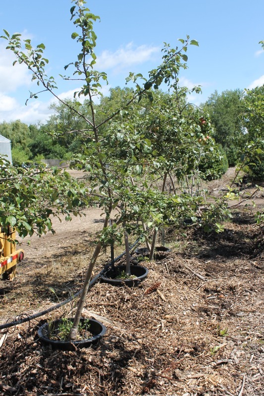 lot 3 image: Assorted Apple Trees