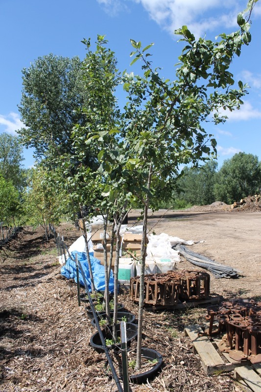 lot 4 image: Zestar Apple Trees