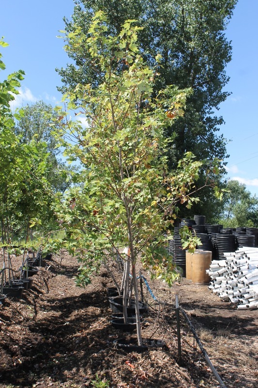 lot 5 image: Autumn Blaze Maple