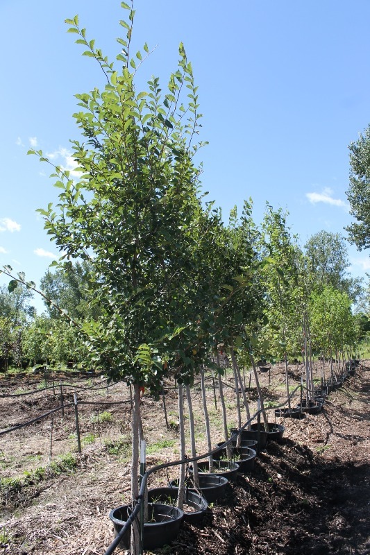 lot 7 image: Discovery Elm