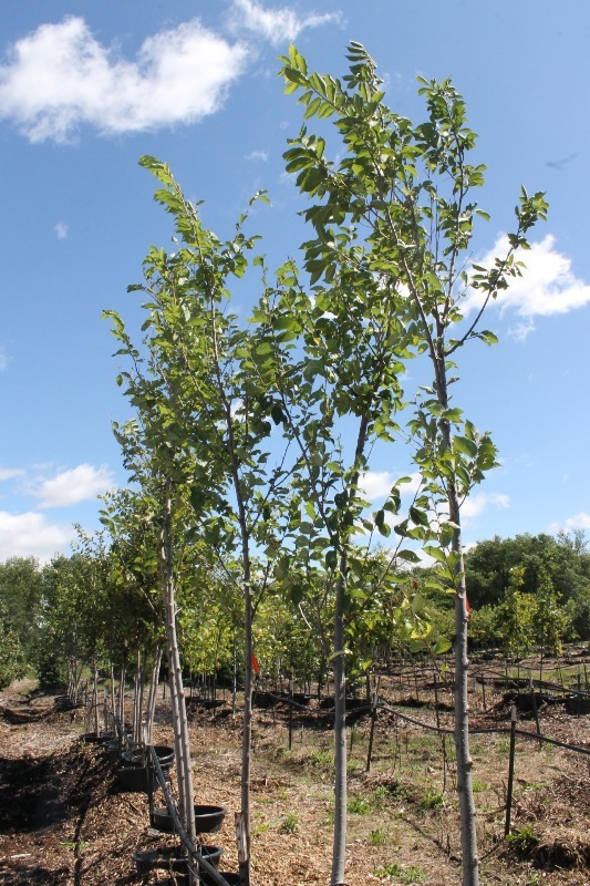 lot 8 image: New Horizon Elm
