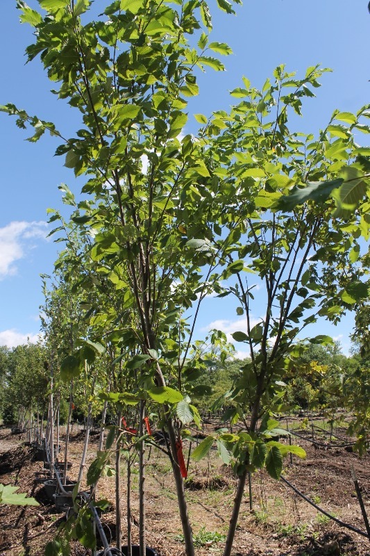 lot 9 image: Princeton Elm