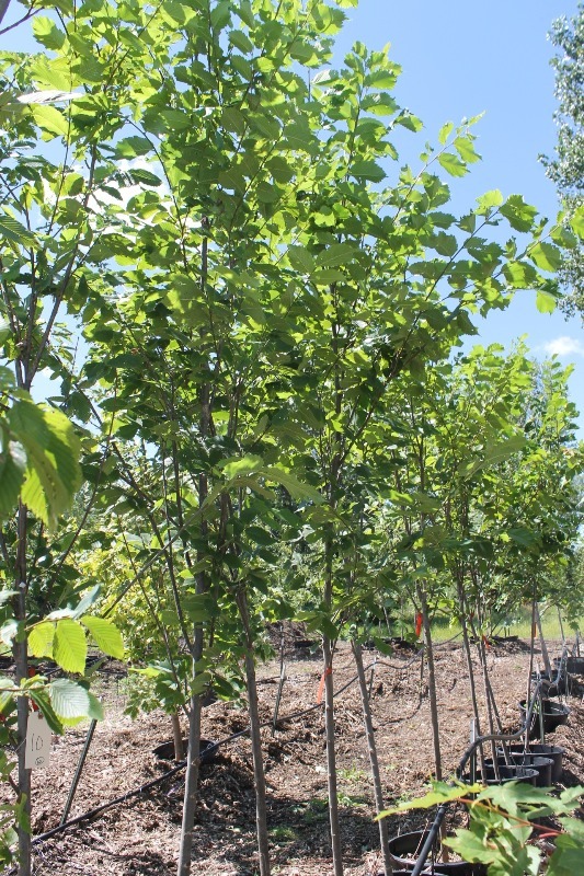 lot 10 image: Princeton Elm