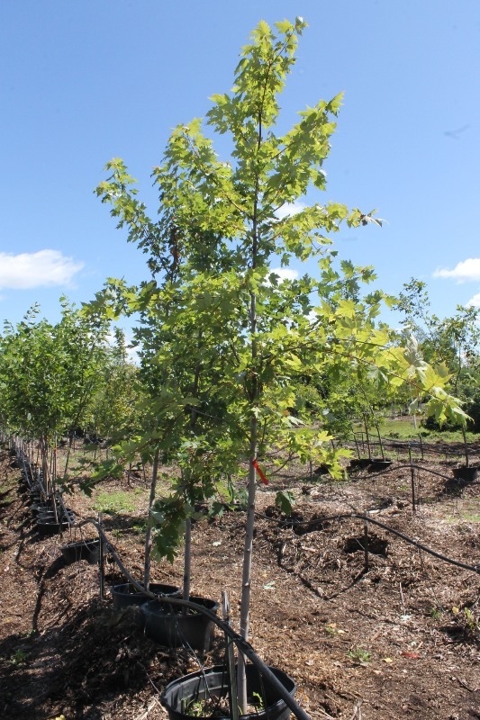 lot 11 image: Matador Maple