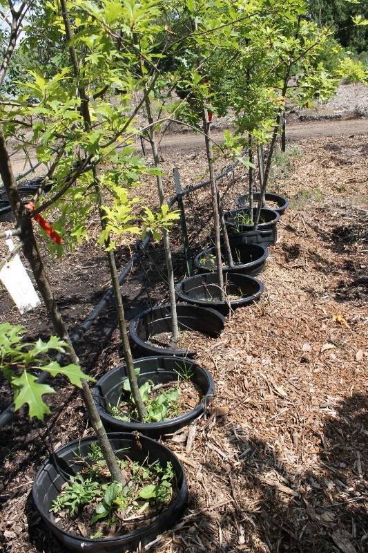 lot 12 image: Pin Oak & Northern Pin Oak