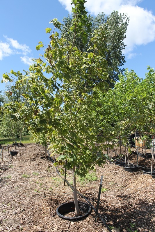 lot 13 image: Variegated Norway Maple